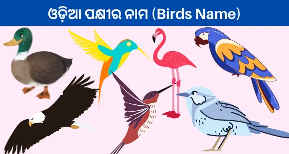 Birds Name in Odia