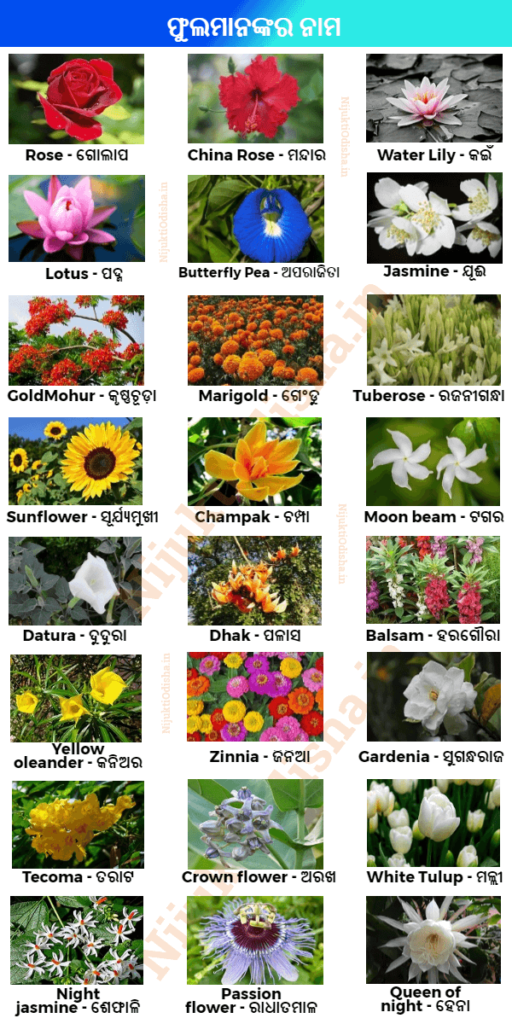 Flowers Name in Odia (Flowers Name Image List in Oriya)