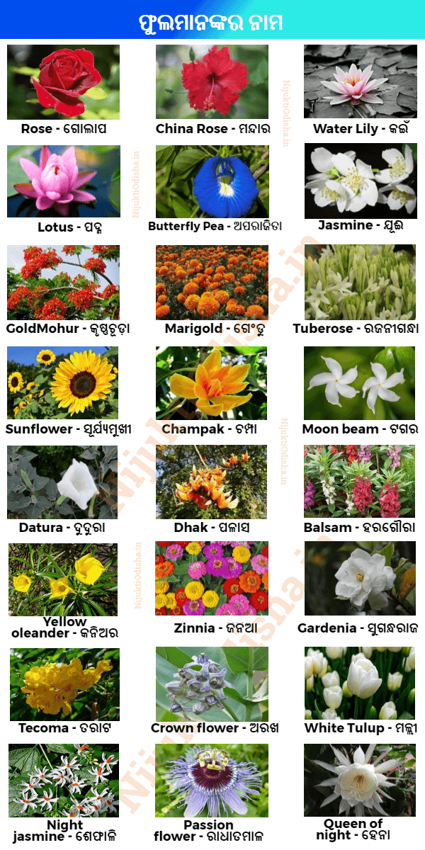 Flowers Name in Odia (Flowers Name Image List in Oriya)